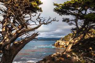 Point Lobos-8013